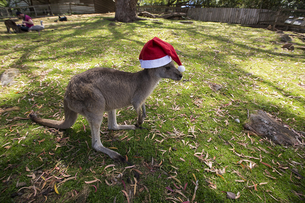 Como é Celebrado o Natal na Austrália - Rota do Canguru