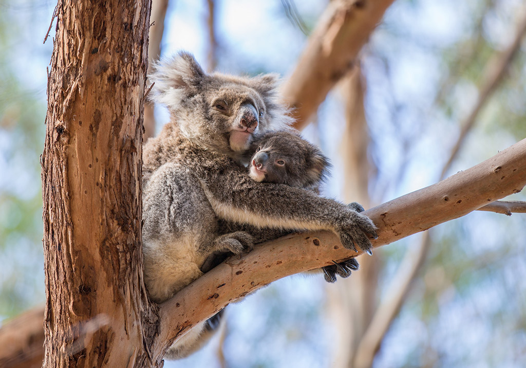 Coala, Kangaroo Island - crédito Tourism Australia