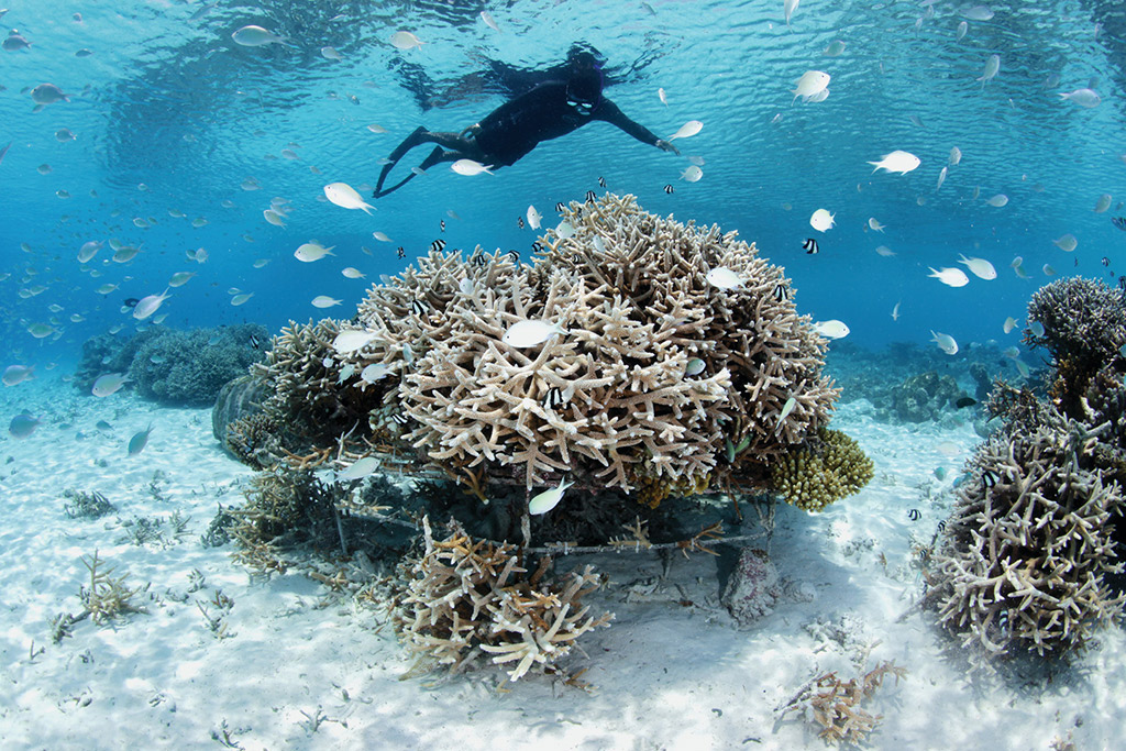 Os hóspedes podem ajudar na conservação dos corais montando estruturas de propagação. Foto cortesia Four Seasons Maldives at Landaa Giraavaru