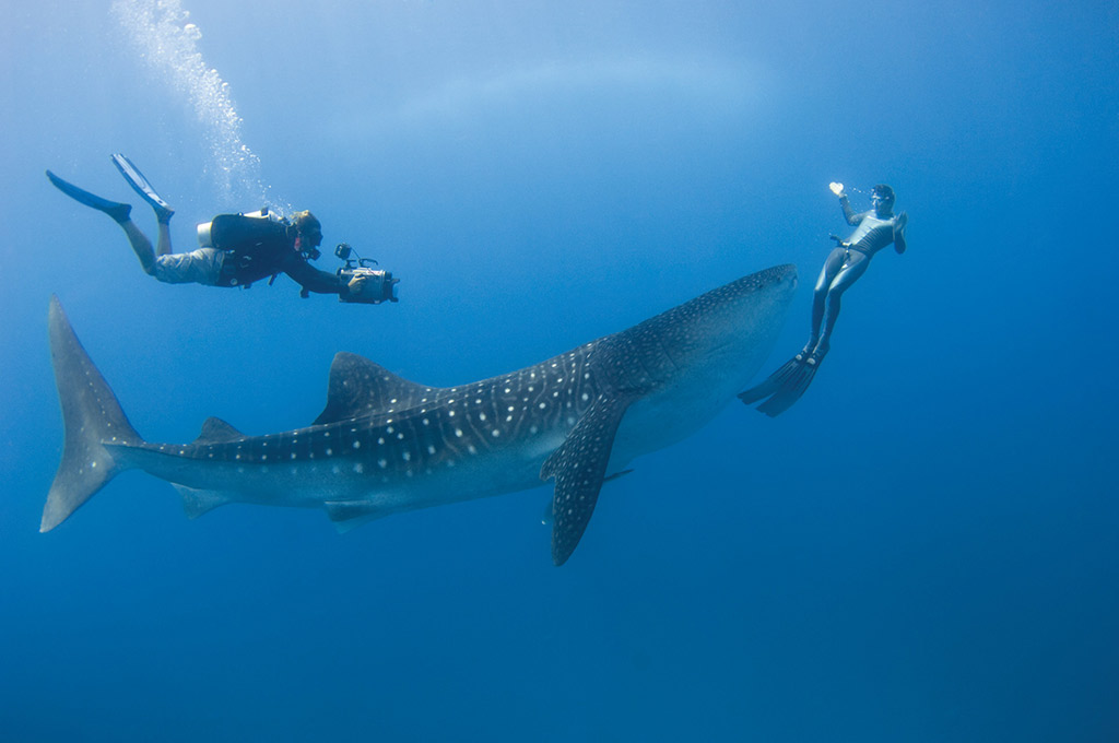 Nadar com estes dóceis gigantes é uma experiência inesquecível. Foto cortesia Four Seasons Maldives at Landaa Giraavaru