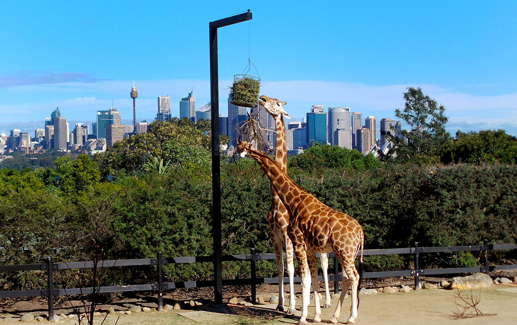 Essas girafas têm uma das vistas mais privilegiadas de Sydney! Foto cortesia Tourism Australia | fotógrafo Julian Button