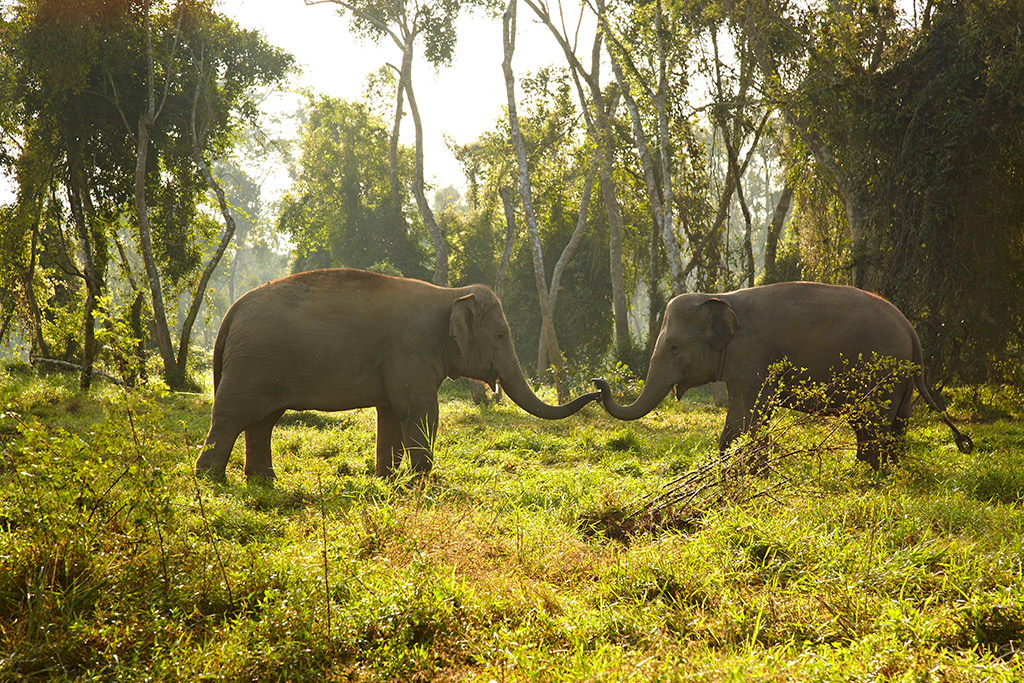 Elefantes em seu habitat natural Foto cortesia Anantara Golden Triangle Elephant Camp & Resort
