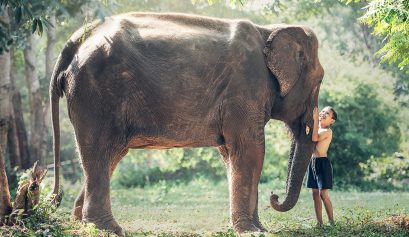 garoto e elefante