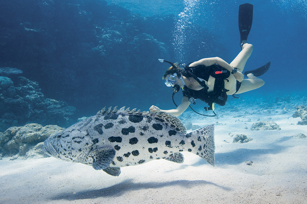 As opções de mergulho estão entre as melhores no mundo, incluindo Cod Hole. Foto: Lizard Island