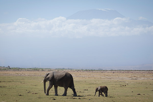 Imagem clássica no Quênia: elefantes com o Monte Kilimanjaro ao fundo. Foto Andrea Landaeta