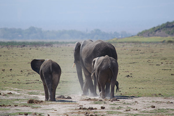 Famílias inteiras são vistas caminhando pelas planícies no Parque Nacional de Amboseli. Foto Andrea Landaeta