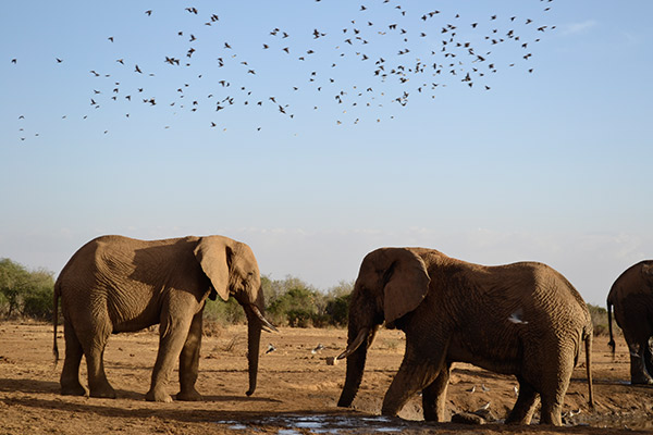 Elefantes Foto Lilian Albernaz