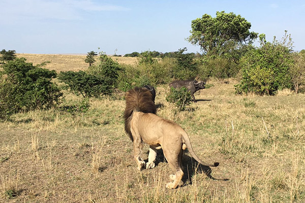 Avistar um leão em seu habitat é sempre emocionante, com as pessoas sussurrando para não perturbar o rei da selva. Foto Lilian Albernaz