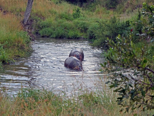 Apesar do seu tamanho, os hipopótamos são surpreendentemente ágeis.