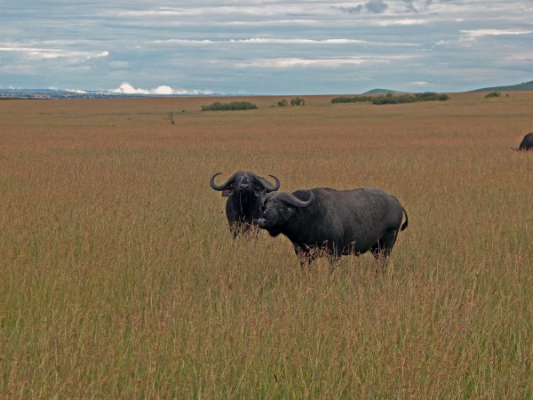 A cara de poucos amigos do búfalo africano