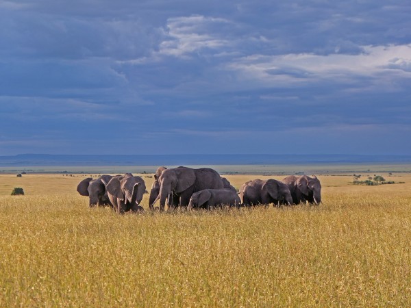 Nesta foto, havia alguns elefantes muito jovens, com dias de nascimento, e quando notaram um carro se aproximando, os elefantes formaram um círculo para proteger os pequenos. Uma cena impressionante.