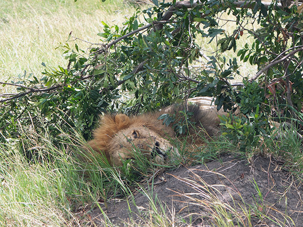 O primeiro leão avistado no Masai Mara