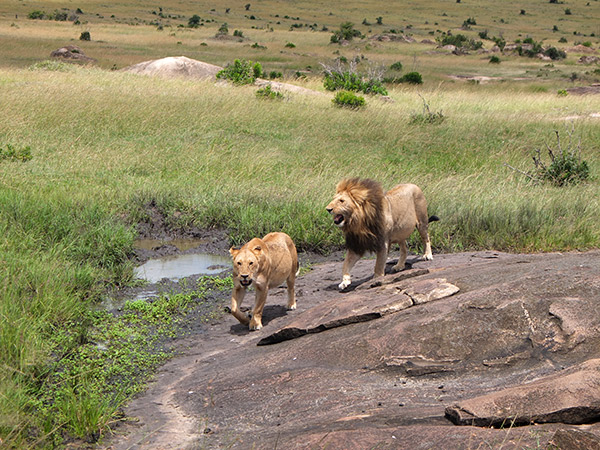 Depois que a terceira leoa levantou para tomar água, o leão achou que era hora de ver o que estava acontecendo e levou esta de volta.