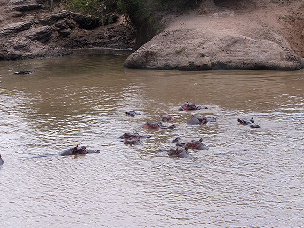 Os hipopótamos ficam dentro d´água durante o dia para manter a temperatura do corpo baixa.