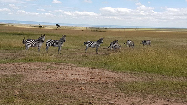Zebras no Grand Mara.