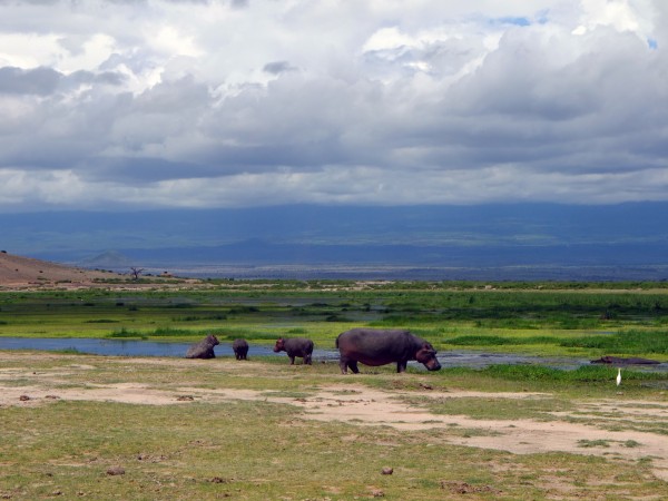 Tortilis Camp Amboseli