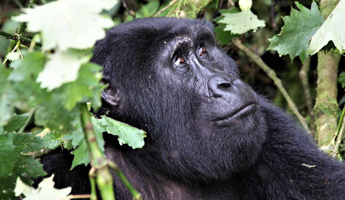 Gorilas em Uganda e praia em Zanzibar