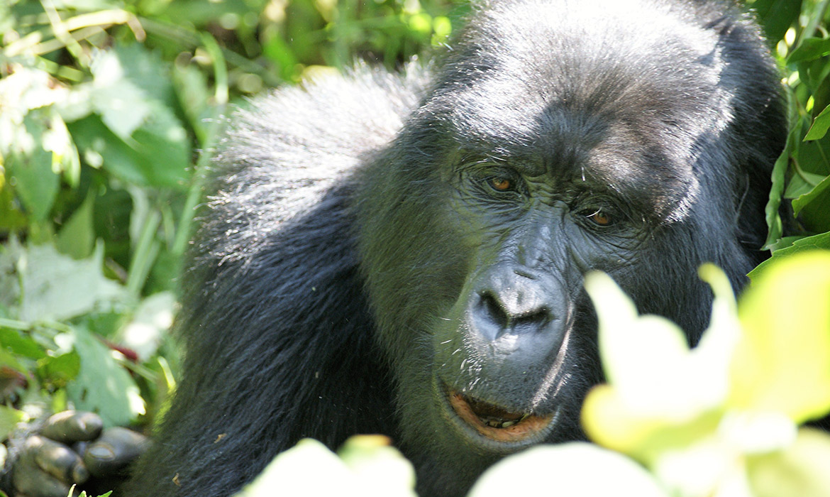 Gorila nas montanhas de Uganda