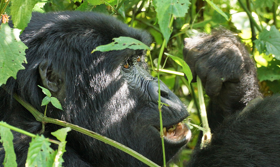 Gorila Mubare