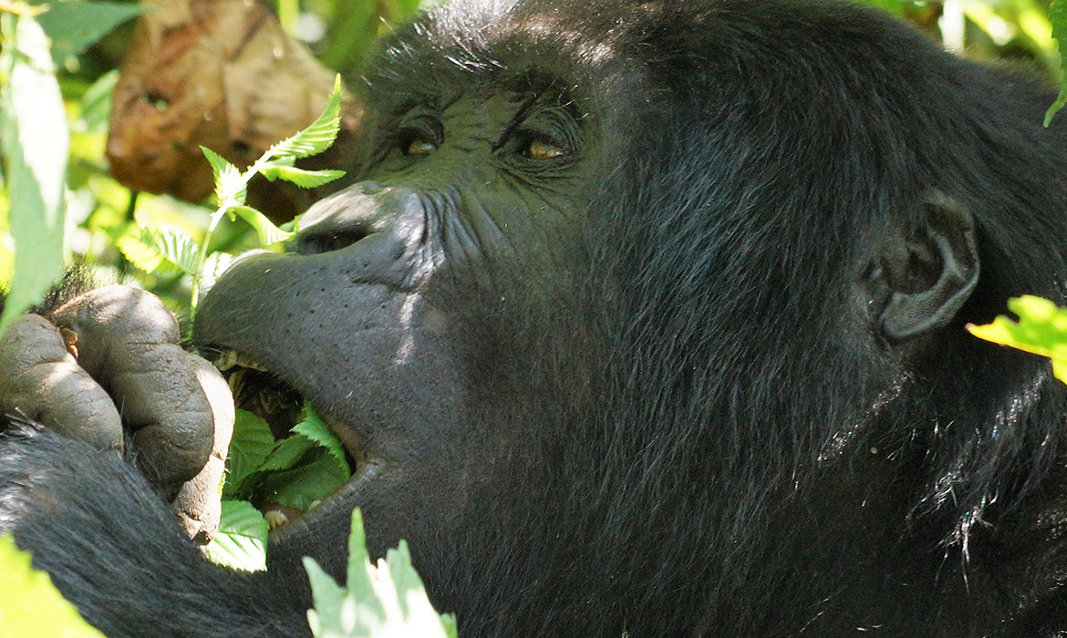 Gorila em Uganda