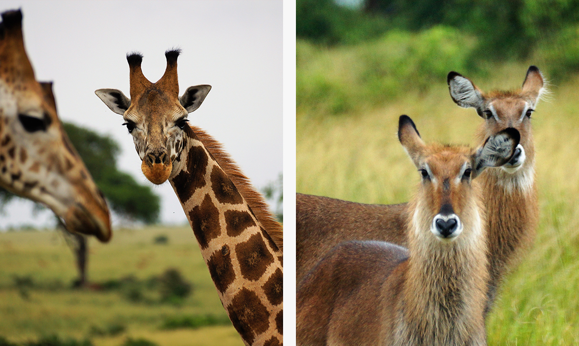 Girafas e antílopes