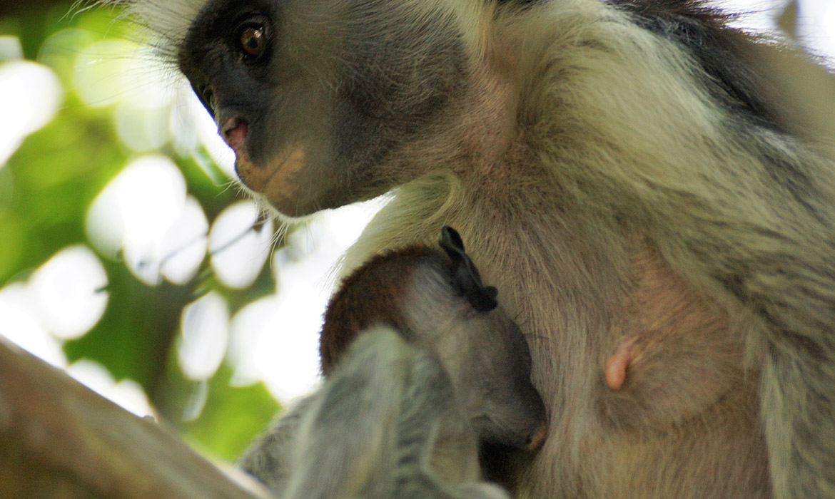 Macaco endêmico de Zanzibar