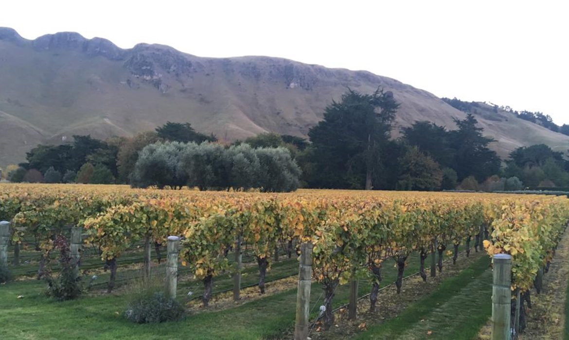 Além do cenário incrível, a vinícola Craggy Range Winery tem uma produção Syrah, Merlot, Cabernet e Chardonnay.