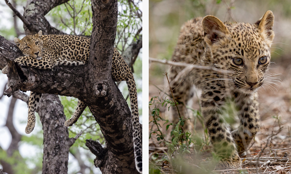 Duas imagens: a esquerda um leopardo adulto descansa sob a árvore. No lado direito um filhote é flagrado andando pela savana.