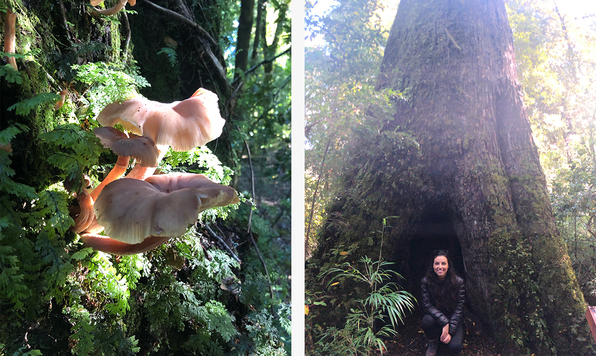 Foto 1: Cogumelo de tom rosado no tronco de uma árvore | Foto 2: