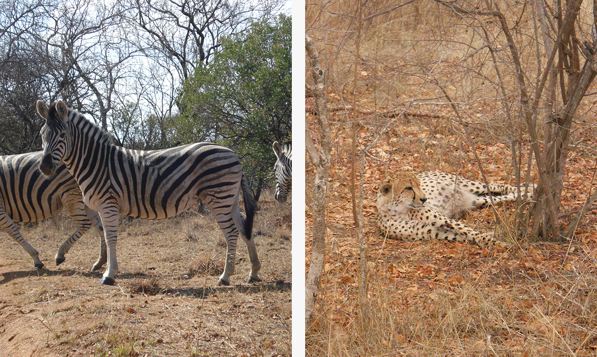 zebra e leopardo no safári