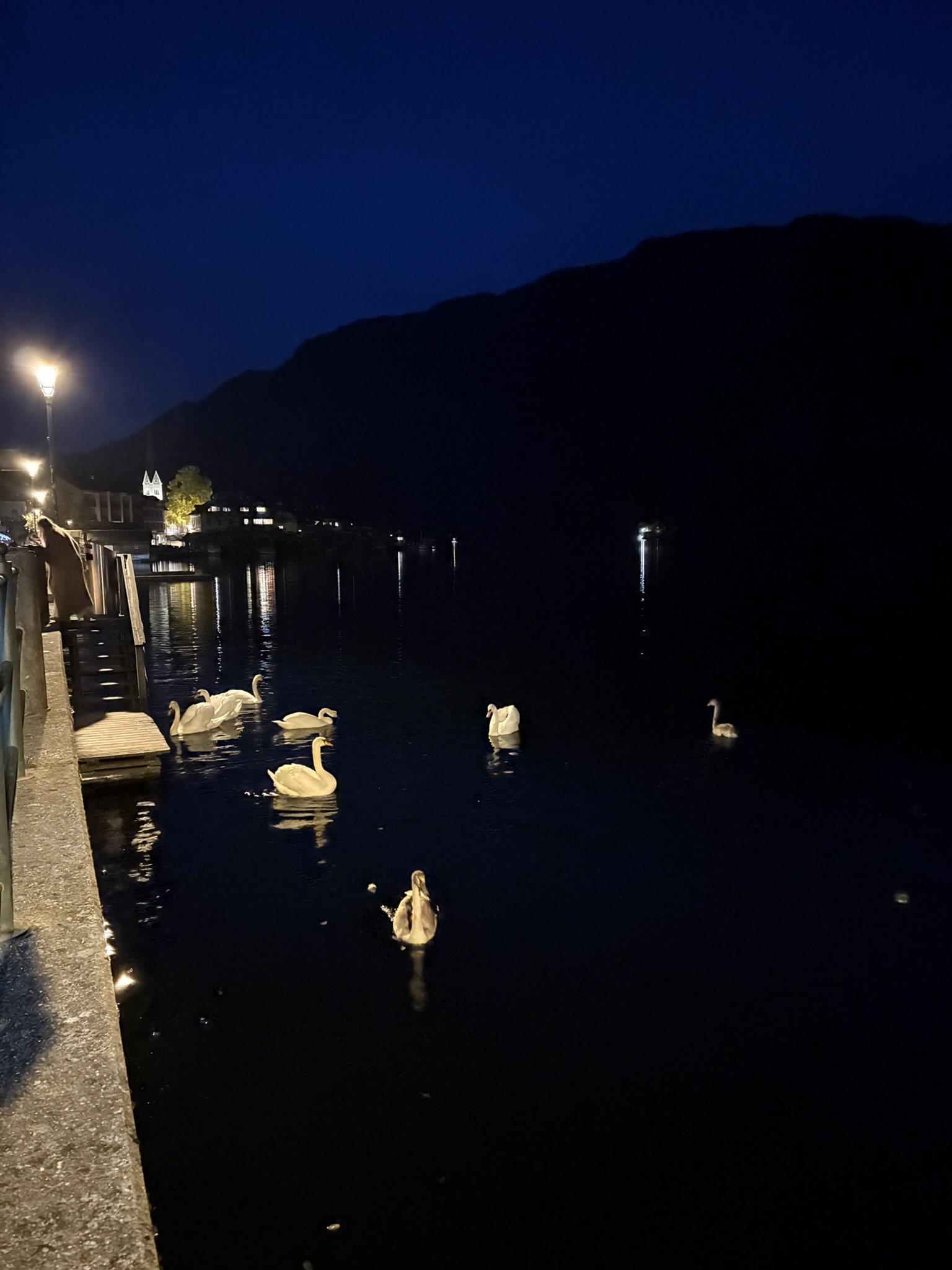 Cisnes no lago Hallstatt